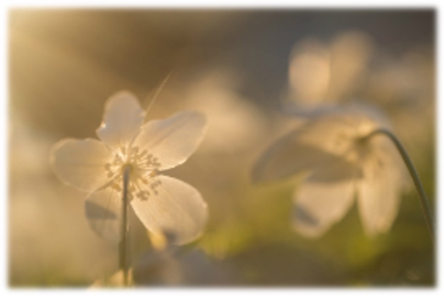 avalon-healingcenter-info